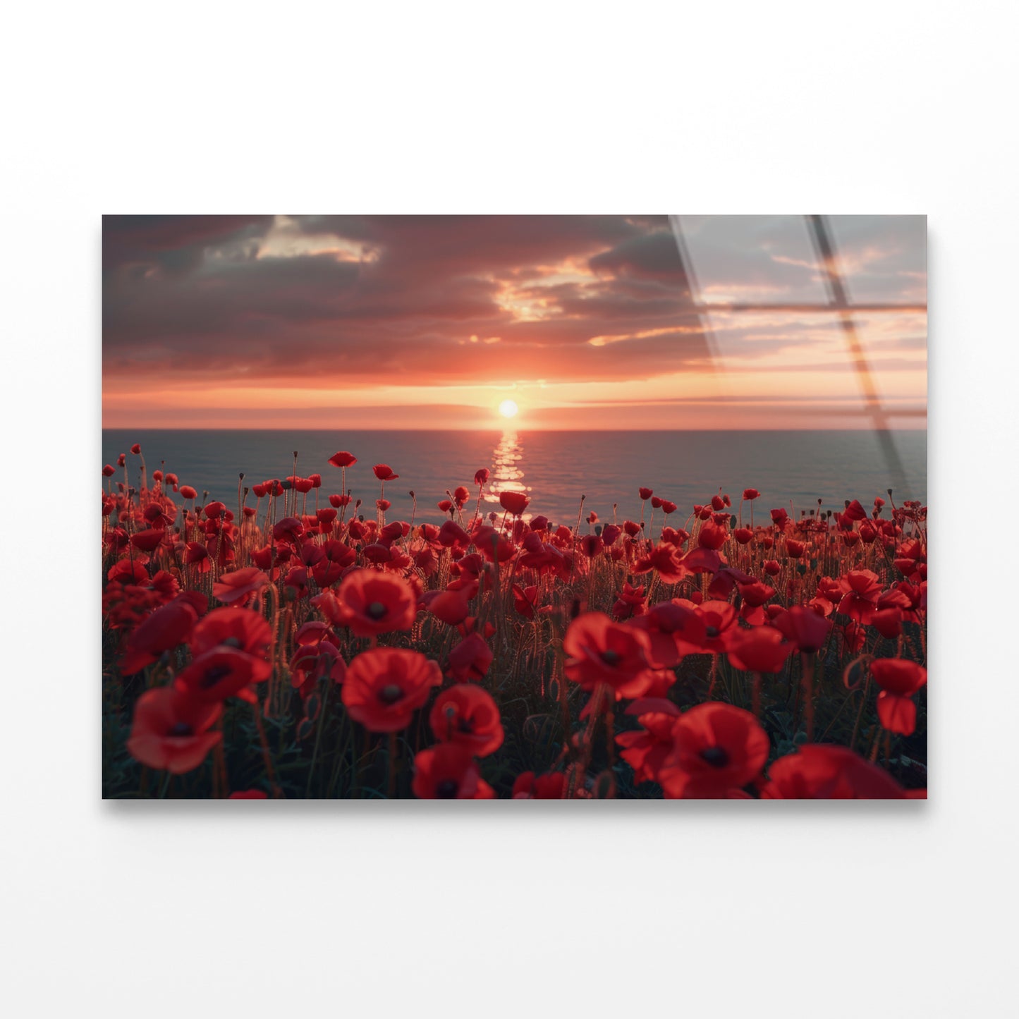 Stunning Sunset over a Sea Of Red Poppies Acrylic Glass Print Tempered Glass Wall Art 100% Made in Australia Ready to Hang