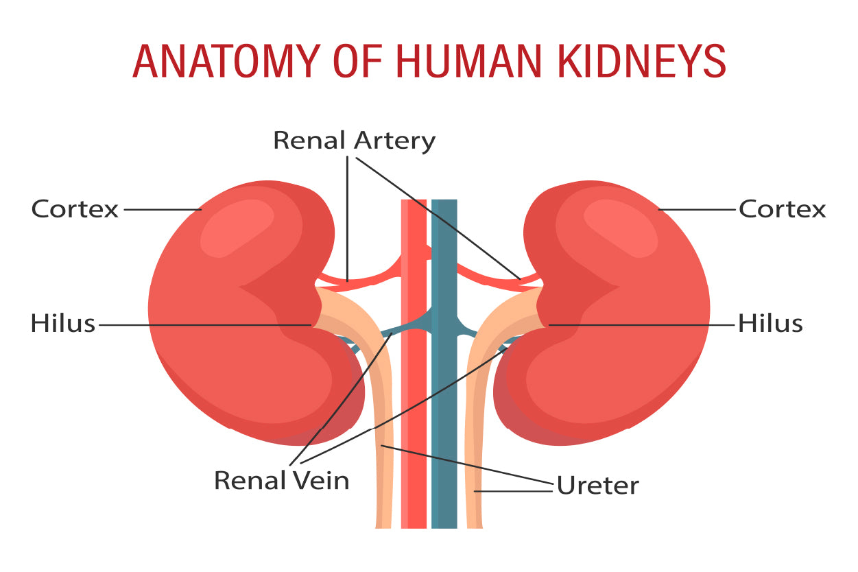 Anatomy Of the Human Kidney Home Decor Premium Quality Poster Print Choose Your Sizes - Bella Home Decor