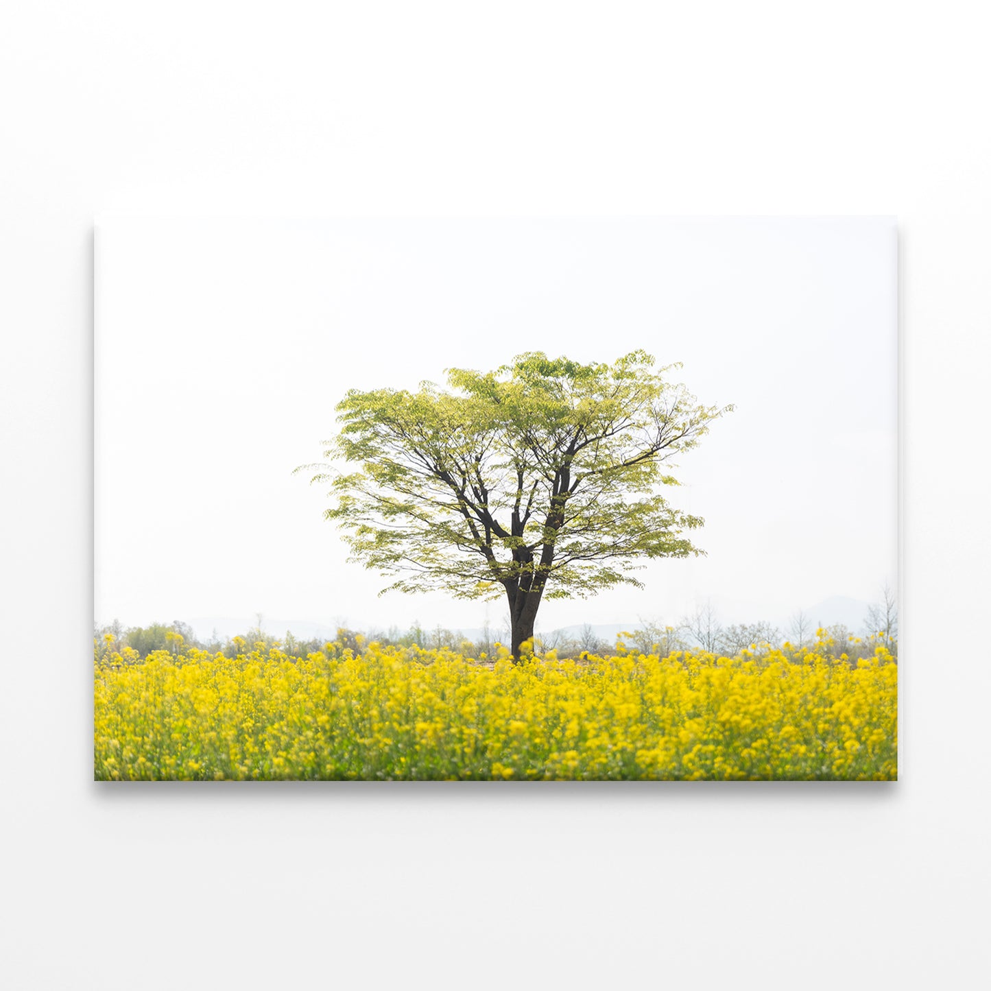 Spring scenery of Nakdonggang River canola fields in Korea Wall Art Decor 100% Australian Made - Bella Home Decor