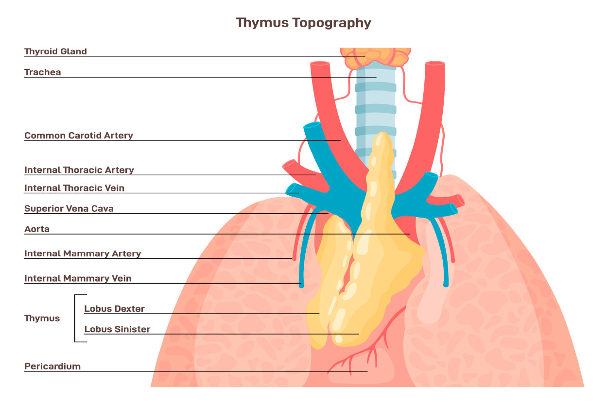Thymus Anatomy and Blood Supply Home Decor Premium Quality Poster Print Choose Your Sizes - Bella Home Decor