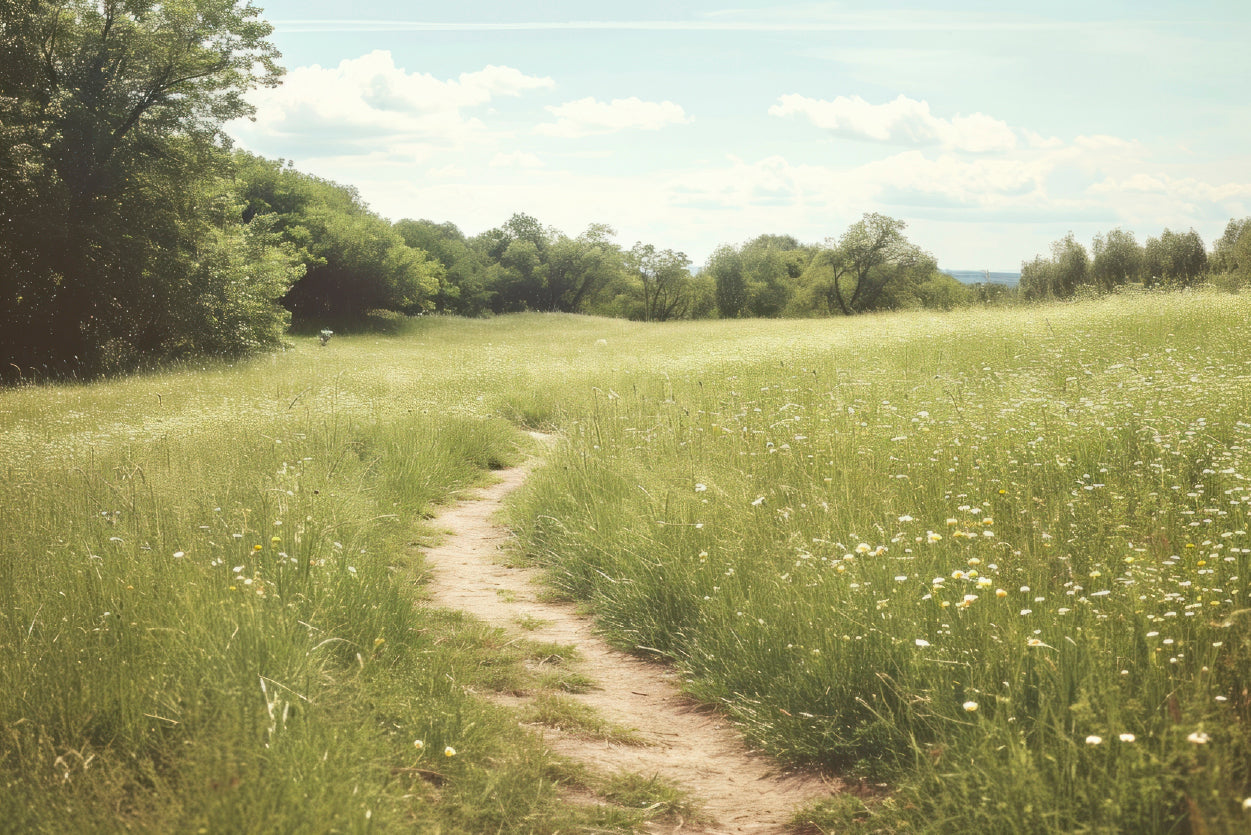 Walking Path through Meadow Grassland with Trees Home Decor Premium Quality Poster Print Choose Your Sizes - Bella Home Decor