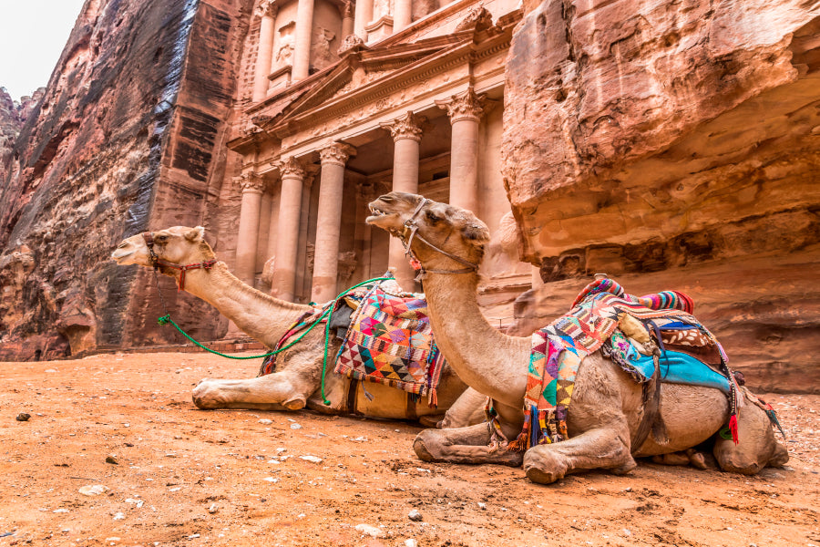 Camels & Carved into The Rock at Petra, Jordan Wall Art Decor 100% Australian Made - Bella Home Decor