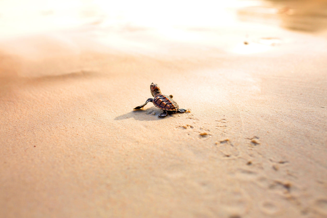 Baby Sea Turtle Florida Beach Wall Art Decor 100% Australian Made