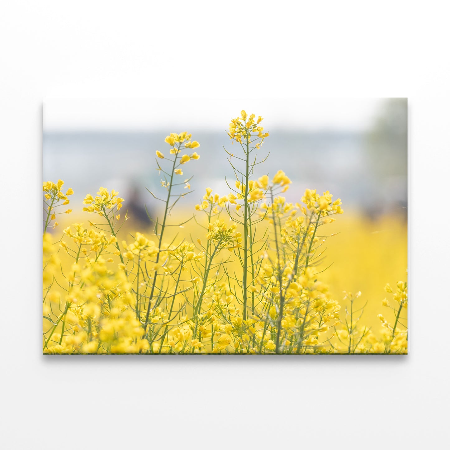 Spring scenery of Nakdonggang River canola fields in Korea Wall Art Decor 100% Australian Made - Bella Home Decor