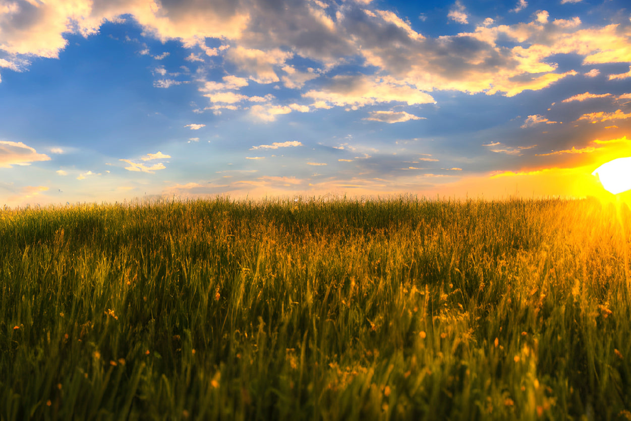 A Field Of Grass with the Sun Setting Home Decor Premium Quality Poster Print Choose Your Sizes - Bella Home Decor