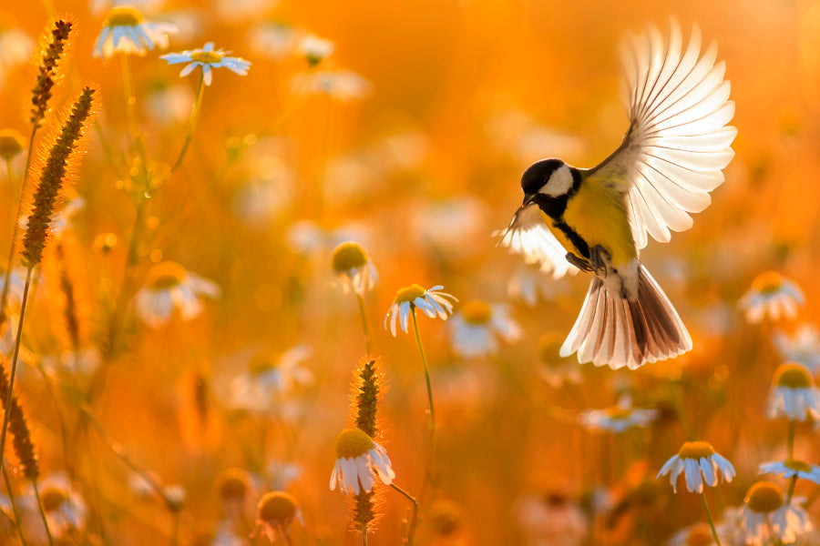 Little Bird Yellow Tit Flies Over a Field Acrylic Glass Print Tempered Glass Wall Art 100% Made in Australia Ready to Hang - Bella Home Decor