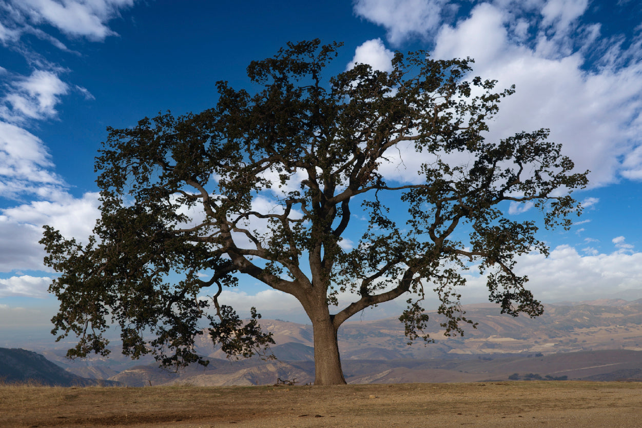 Lone Oak Tree with Clouds in California Home Decor Premium Quality Poster Print Choose Your Sizes - Bella Home Decor