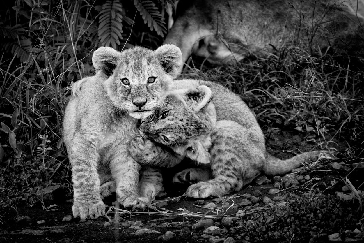 Black and White Cute Two Lion Cub Playing Together Wall Art Decor 100% Australian Made