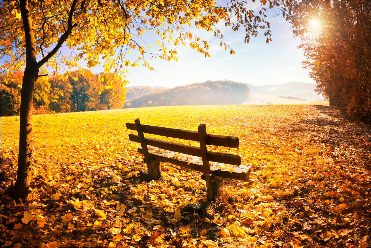Wooden Bench in the Beautiful Autumn Season 90x60cm Print 100% Australian Made - Bella Home Decor