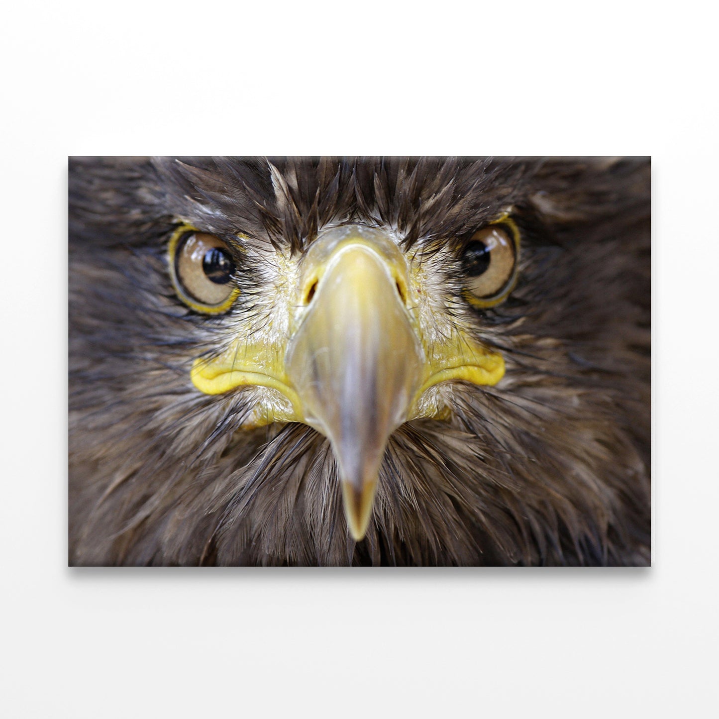 Sea Eagle Portrait Wall Art Decor 100% Australian Made - Bella Home Decor