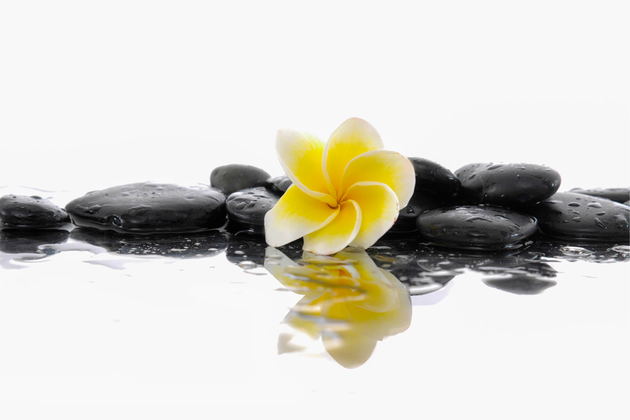 Still Life with Frangipani on Wet Zen Stones Wall Art Decor 100% Australian Made