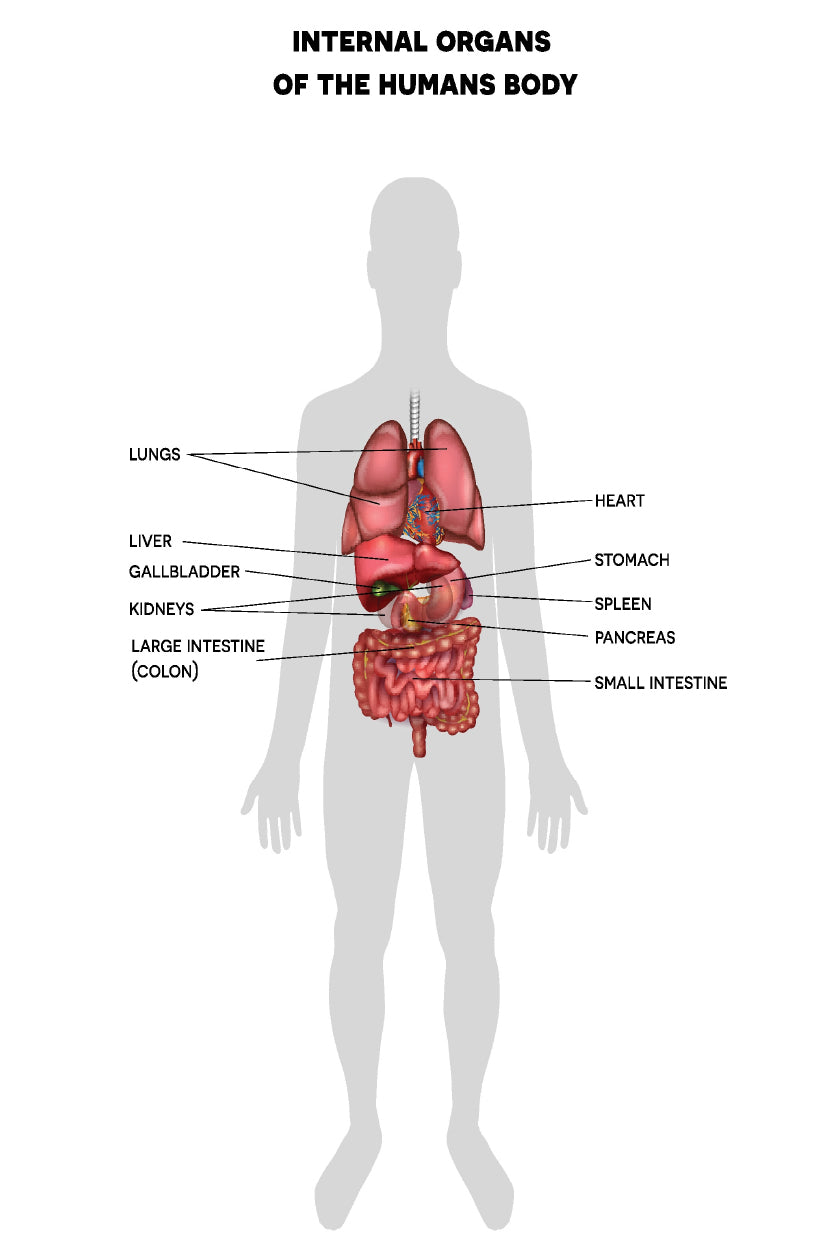 Human Internal Organs Info Illustration Home Decor Premium Quality Poster Print Choose Your Sizes - Bella Home Decor