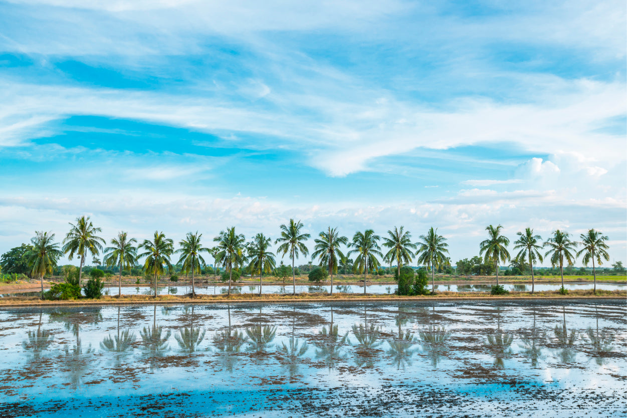 Vibrant Green Coconut Tree Plantation Fields Across Thailand Wall Art Decor 100% Australian Made