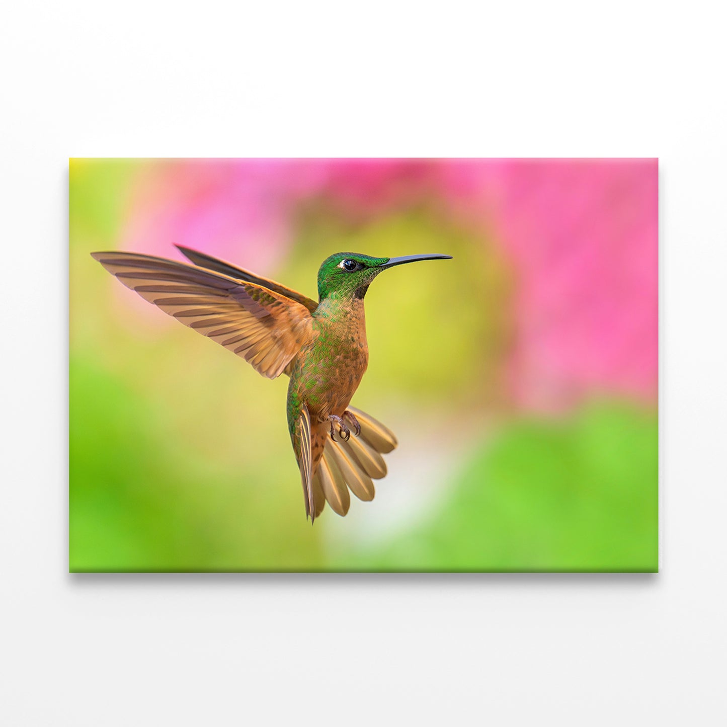 Fawn breasted Brilliant Hummingbird in Flight Wall Art Decor 100% Australian Made - Bella Home Decor