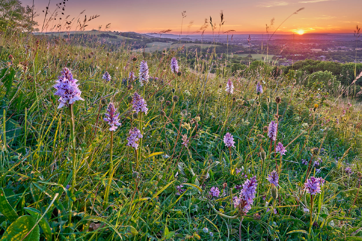 View of Grassland with Orchids, Mountains Home Decor Premium Quality Poster Print Choose Your Sizes - Bella Home Decor
