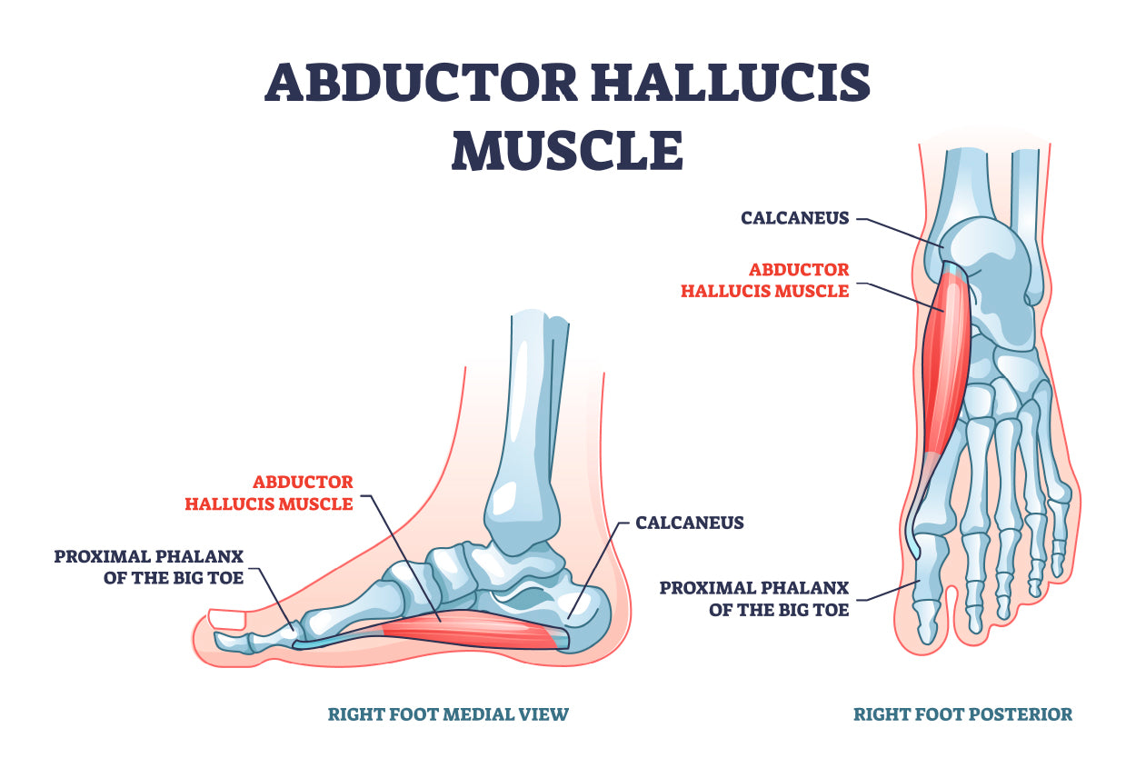 Abductor Hallucis Muscle with Leg Home Decor Premium Quality Poster Print Choose Your Sizes - Bella Home Decor