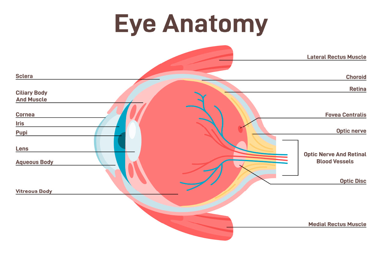 Human Vision Organ Cross Section Home Decor Premium Quality Poster Print Choose Your Sizes - Bella Home Decor