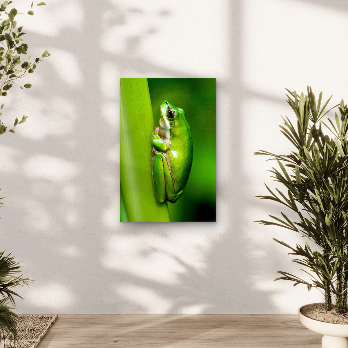 Macro Photo Of Eastern Dwarf Tree Frog 40x60cm Metal Print Ready to Hang