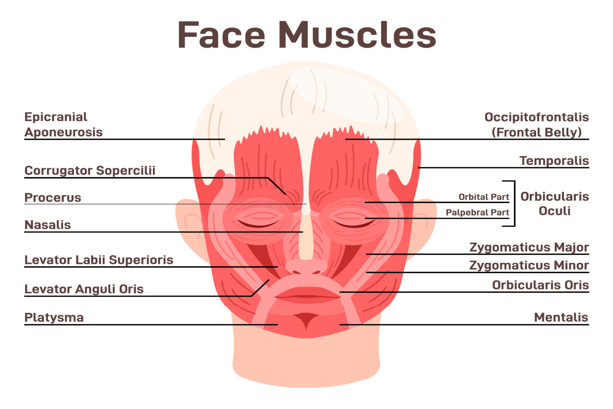 Head And Face Muscles Home Decor Premium Quality Poster Print Choose Your Sizes - Bella Home Decor
