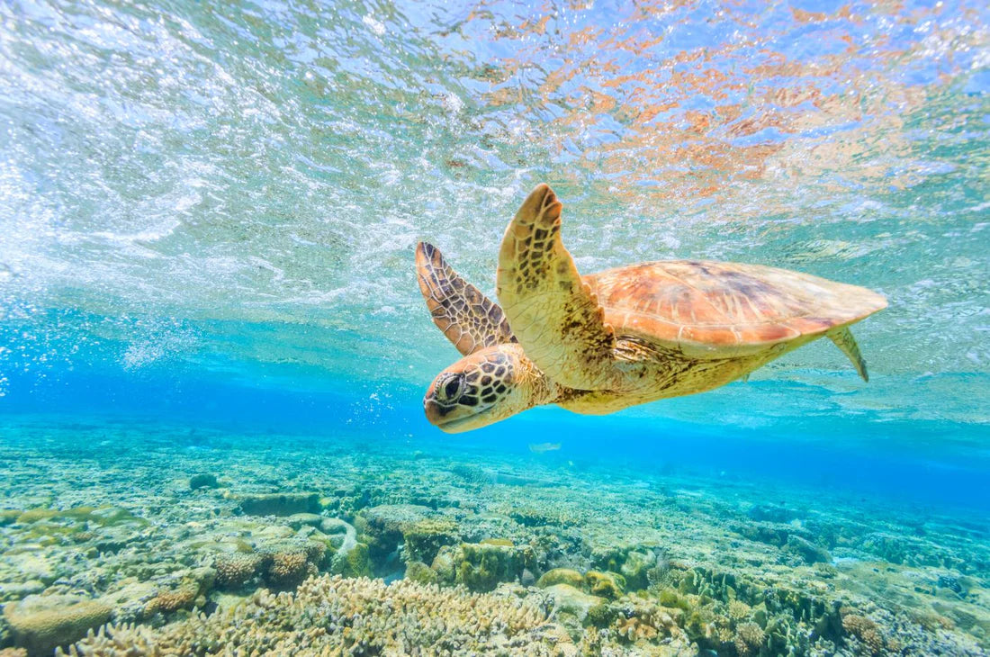 Turtle in Sea Photograph 90x60cm Print 100% Australian Made - Bella Home Decor