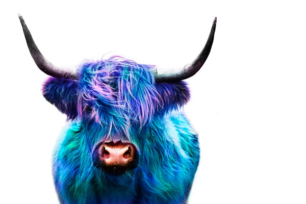 Blue Purple Highland Cow Photograph 90x60cm Print 100% Australian Made - Bella Home Decor
