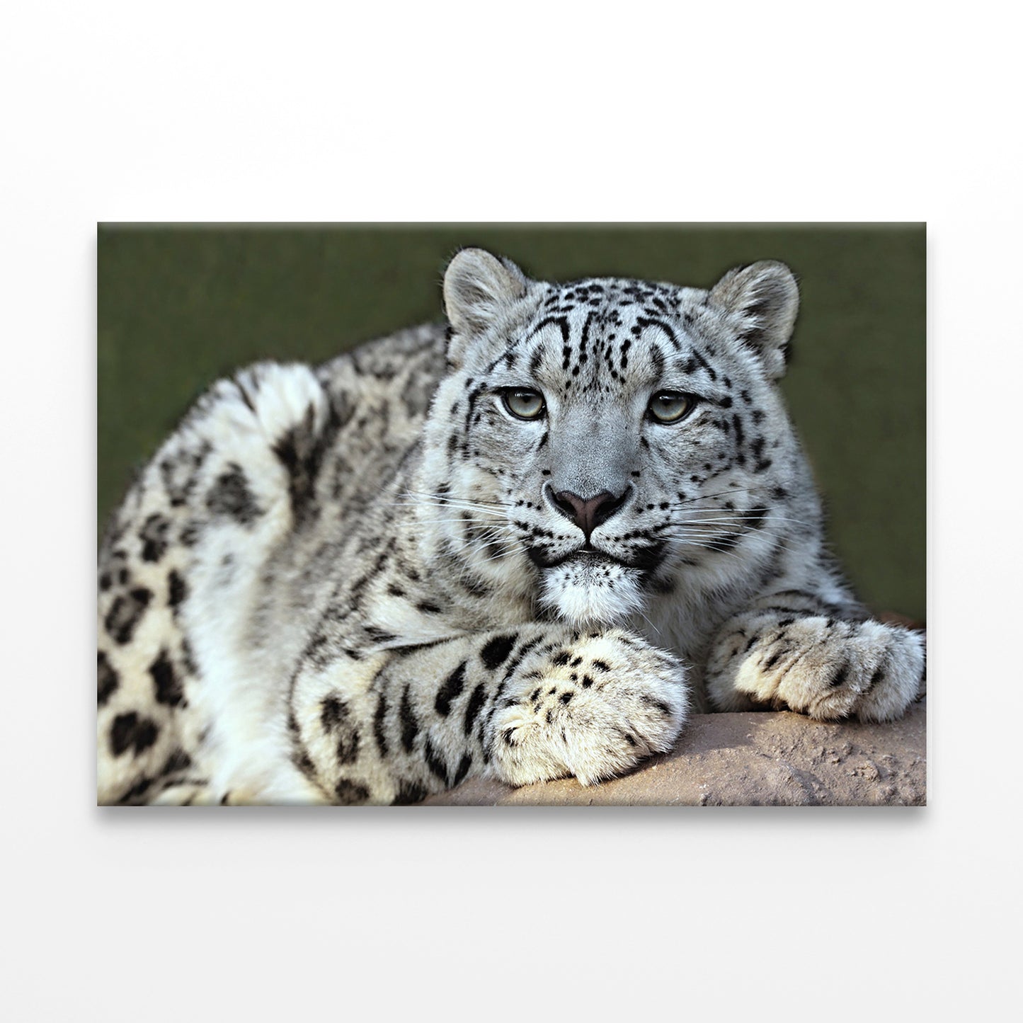 Snow leopard's portrait Wall Art Decor 100% Australian Made - Bella Home Decor