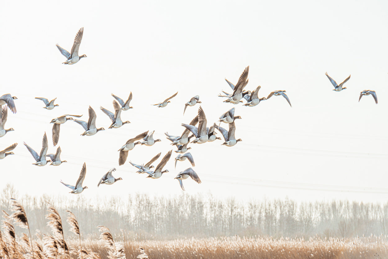 Neutral Toned Minimalist Flying Geese Birds Rustic Landscape Wall Art Decor 100% Australian Made