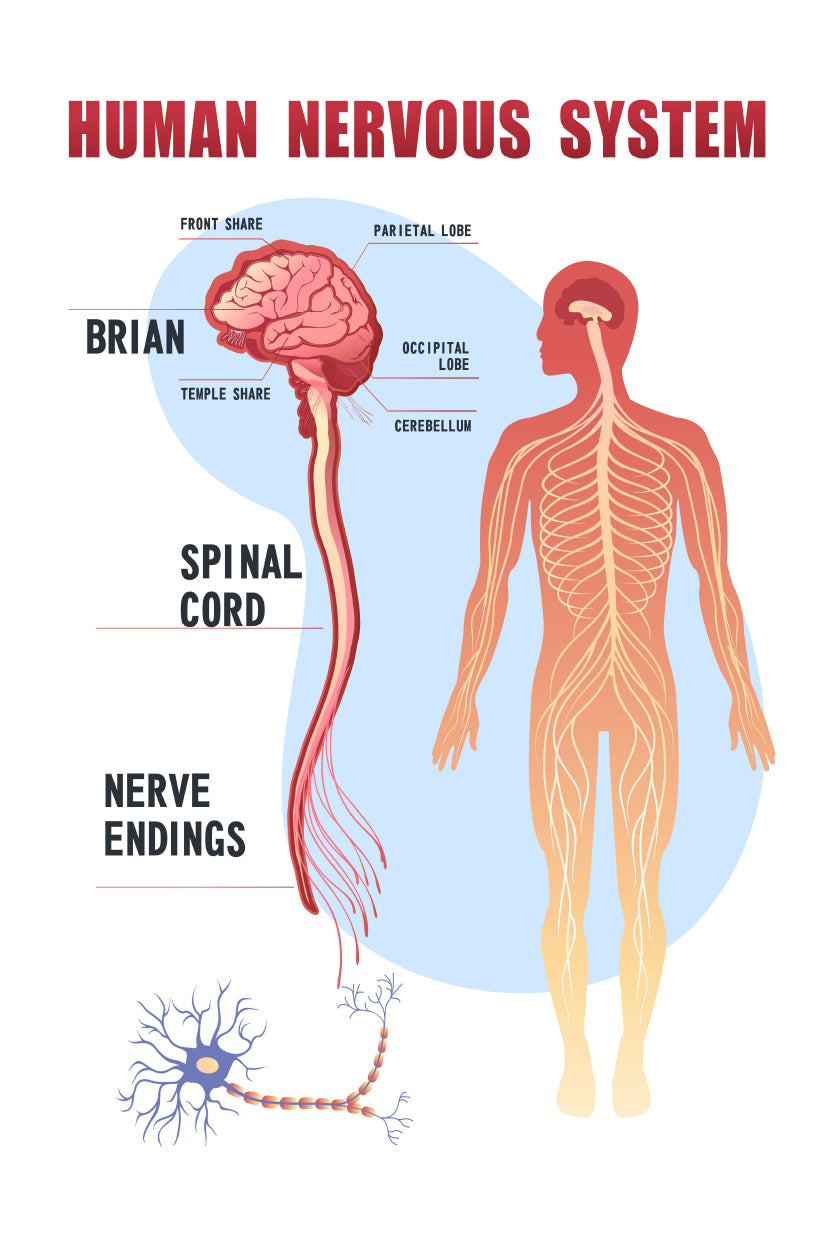 Human Nervous System Home Decor Premium Quality Poster Print Choose Your Sizes - Bella Home Decor