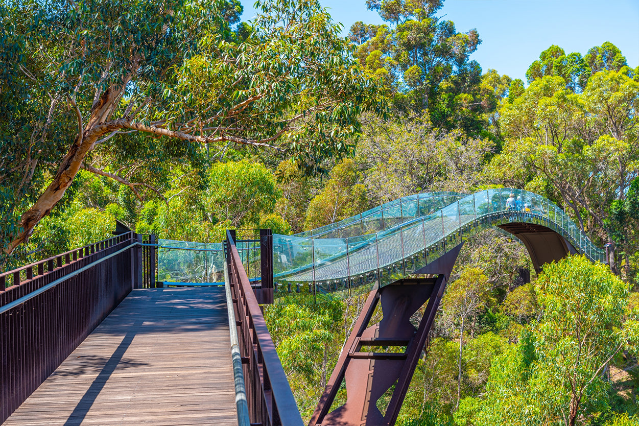 Kings Park and Botanic Garden Federation Walkway Wall Art Decor 100% Australian Made
