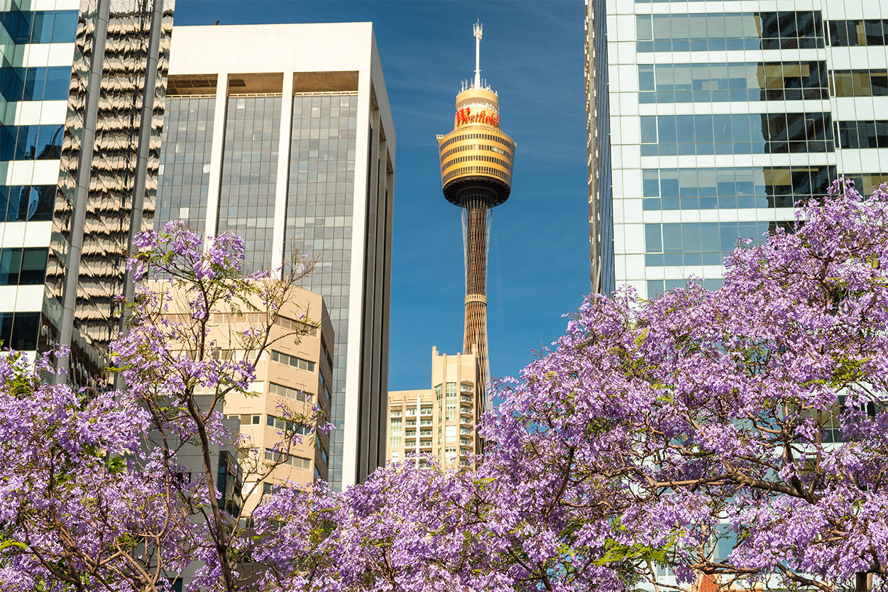 Sydney Tower New South Wales Landmark Wall Art Decor 100% Australian Made