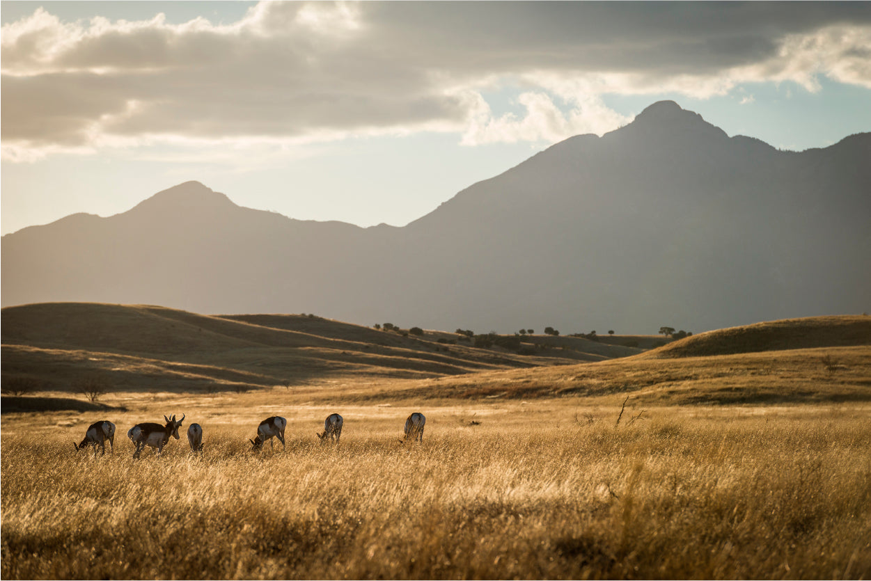Sonoita Antelope Home Decor Premium Quality Poster Print Choose Your Sizes - Bella Home Decor