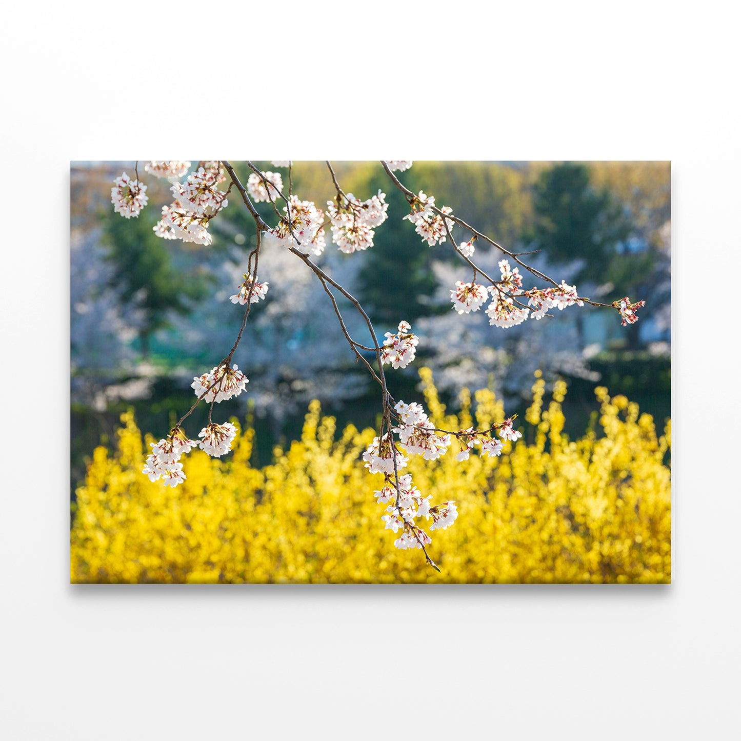 Spring Forsythia Flowers Blooming Wall Art Decor 100% Australian Made - Bella Home Decor
