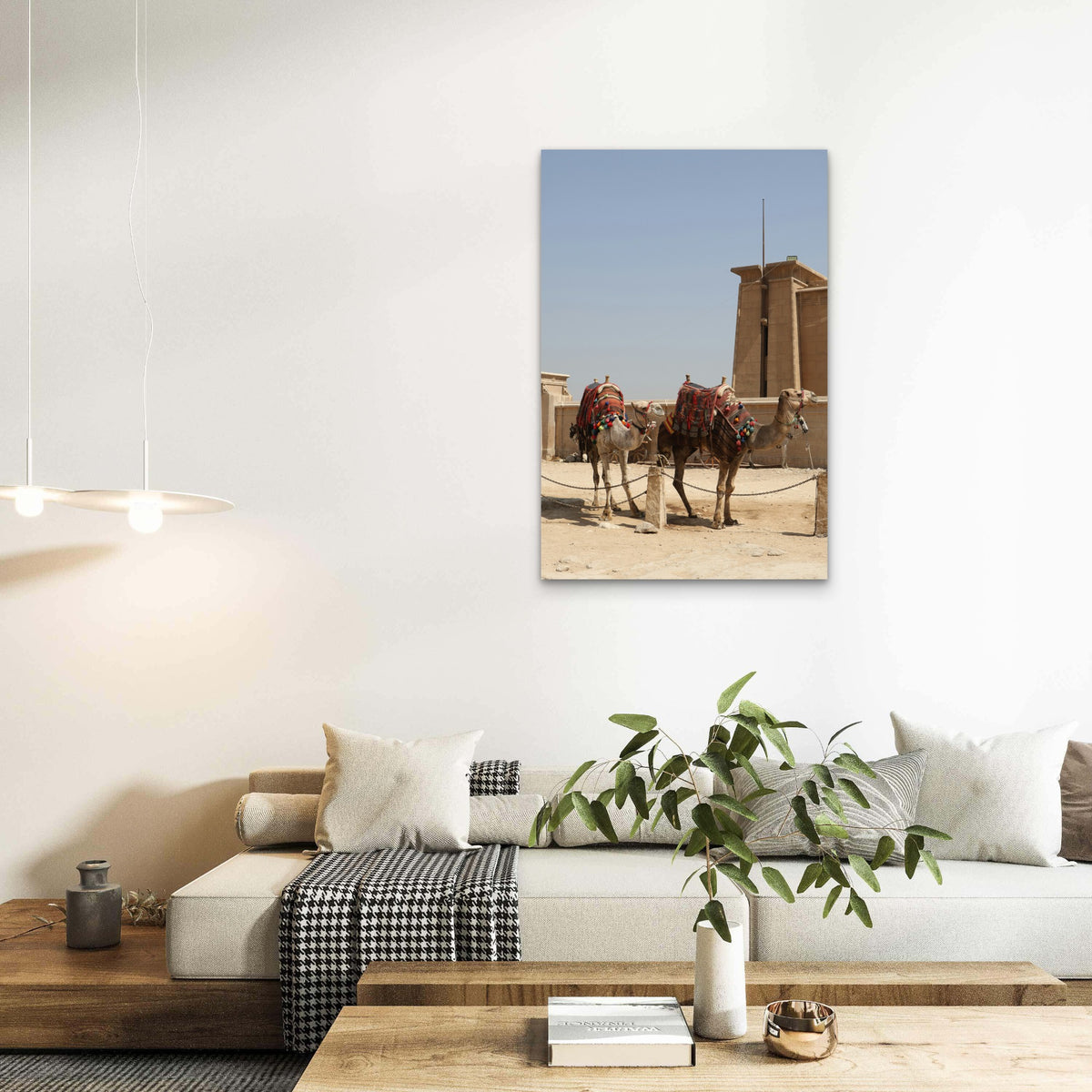 Saddled Camels at Giza Necropolis 40x60cm Metal Print Ready to Hang