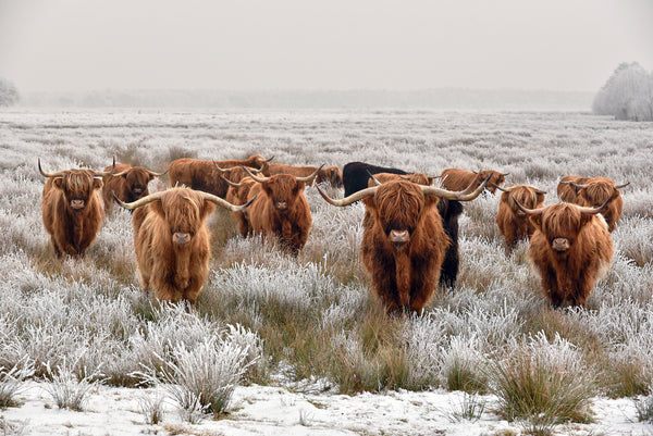 Highland Cow herd Photograph 90x60cm Print 100% Australian Made - Bella Home Decor
