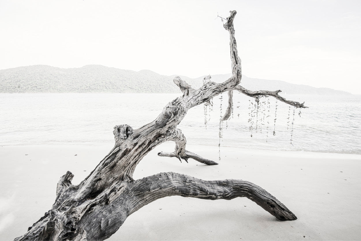 Tree Trunk Near Lake Faded Photograph Glass Framed Wall Art, Ready to Hang Quality Print
