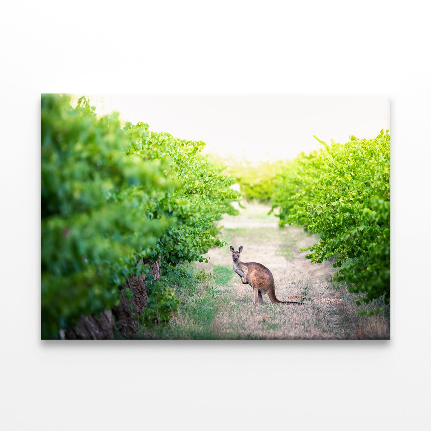 Kangaroo in Adelaide Hills Vines Wall Art Decor 100% Australian Made