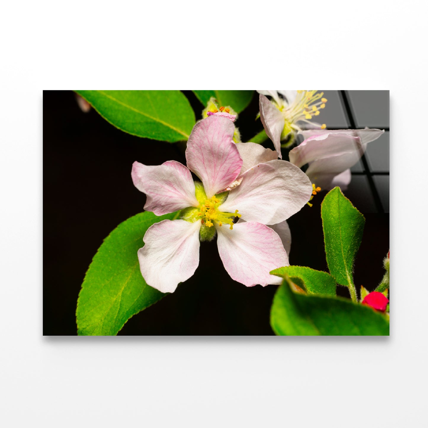 Beautiful Bloomed Apple Flowers Acrylic Glass Print Tempered Glass Wall Art 100% Made in Australia Ready to Hang - Bella Home Decor