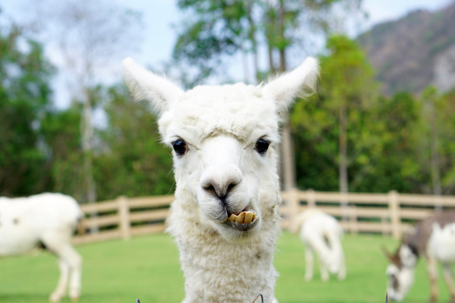 Close Up of White Alpaca Home Decor Premium Quality Poster Print Choose Your Sizes - Bella Home Decor