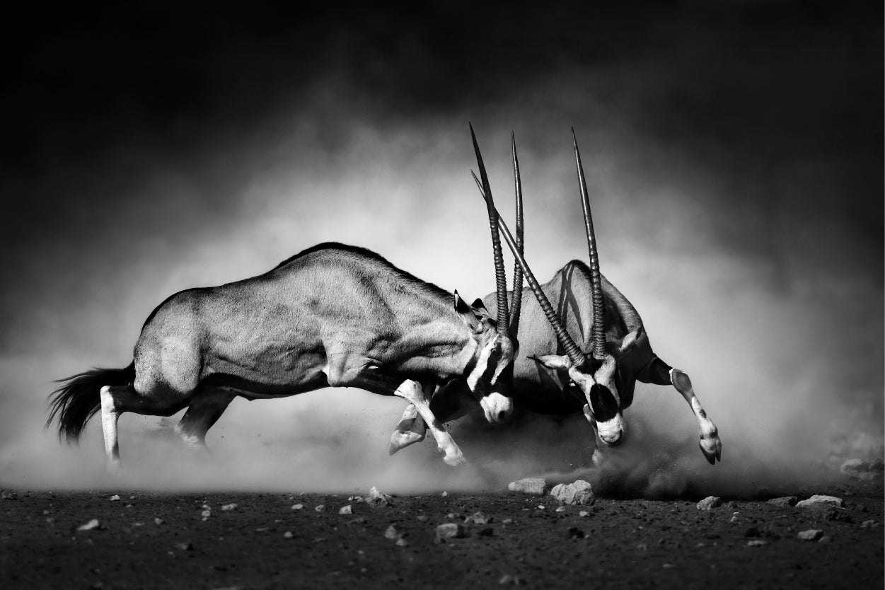 Gemsbok Antelope Fighting Namibia Wall Art Decor 100% Australian Made