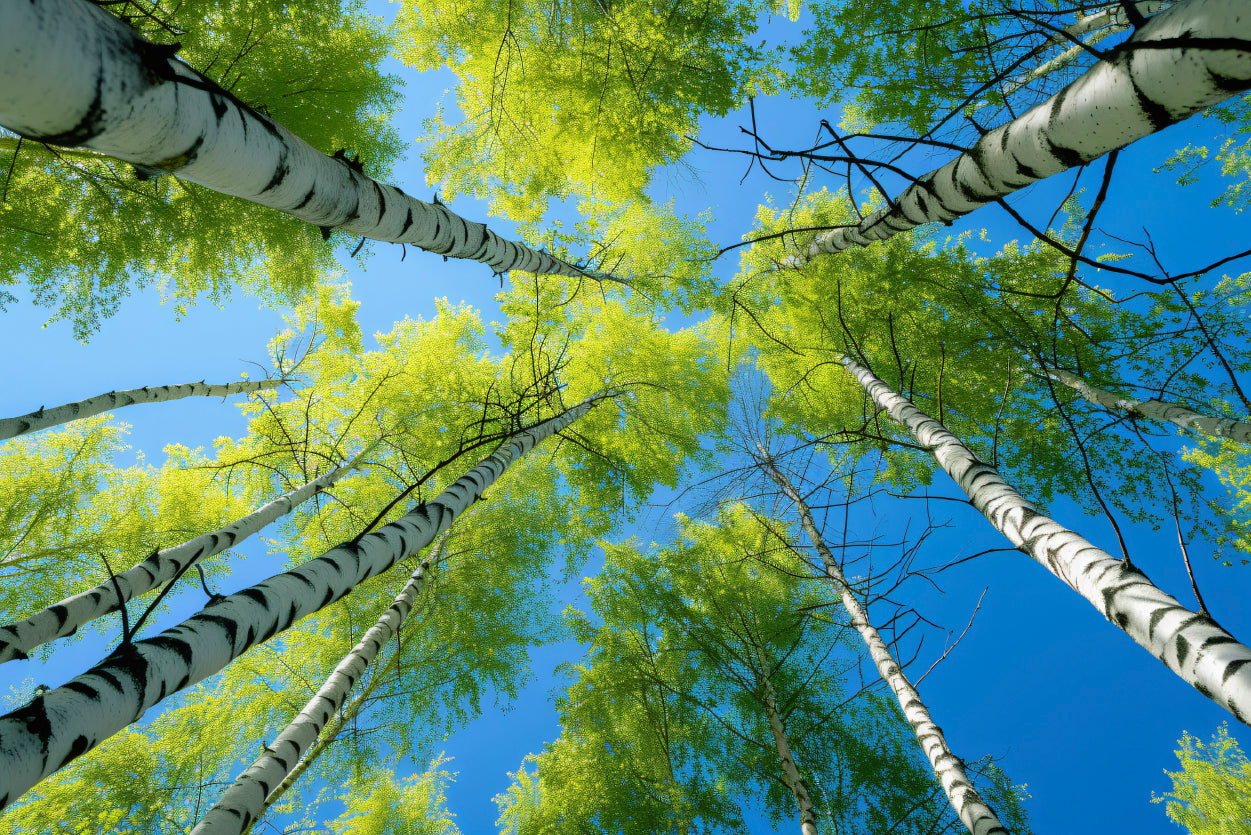 Fresh Green Birch Tree with Natural Blue Sky Home Decor Premium Quality Poster Print Choose Your Sizes - Bella Home Decor