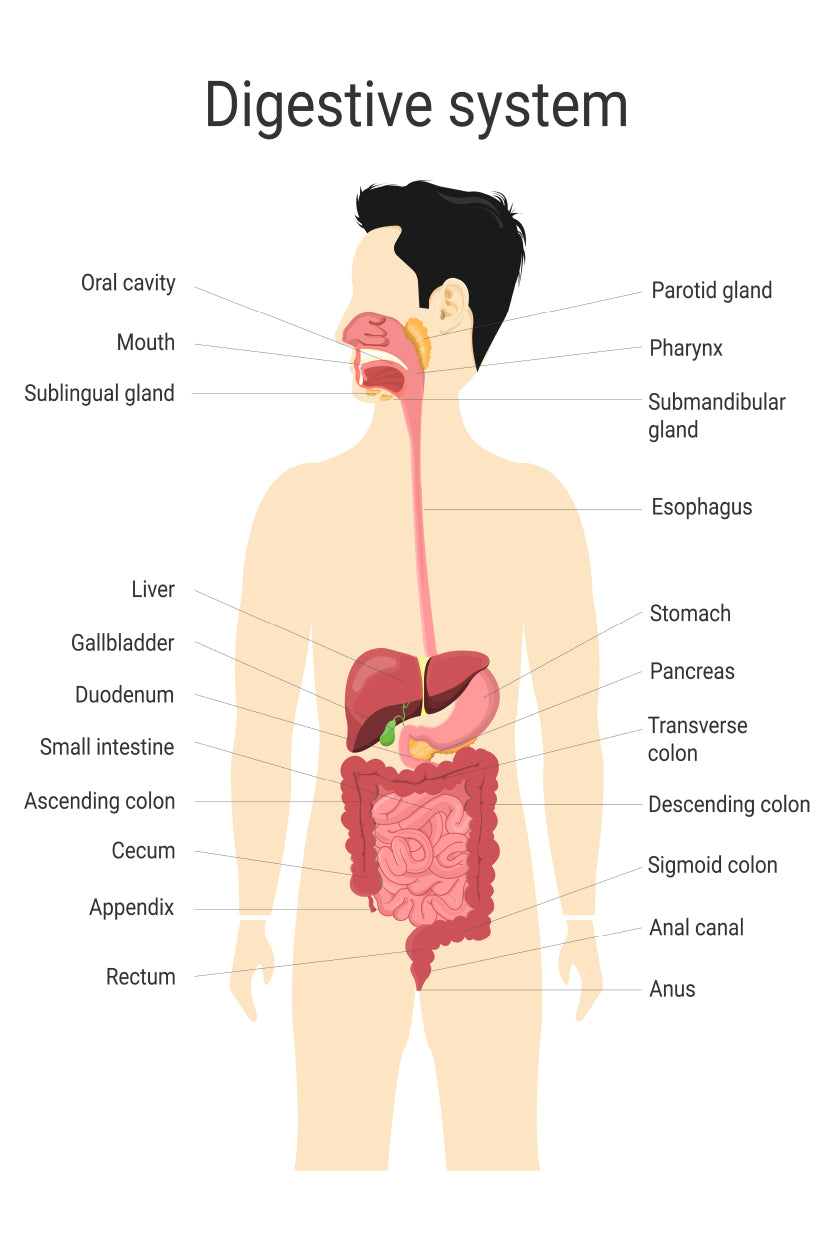Digestive System of Human with Labels Home Decor Premium Quality Poster Print Choose Your Sizes - Bella Home Decor