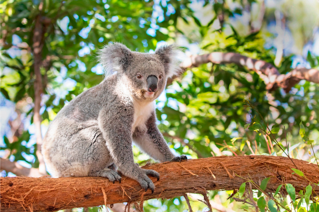 Koala Sitting on Eucalyptus Tree Taronga Zoo Sydney Wall Art Decor 100% Australian Made