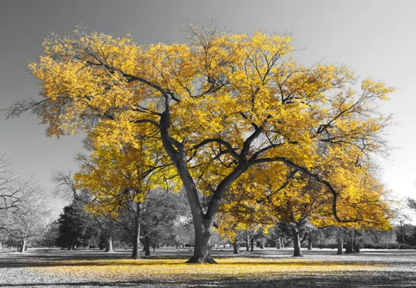 Yellow Trees and Black and white Nature 90x60cm Print 100% Australian Made - Bella Home Decor
