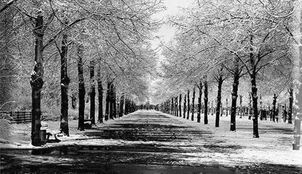 Black and white Trees Watercolor Artistic Nature 90x60cm Print 100% Australian Made - Bella Home Decor