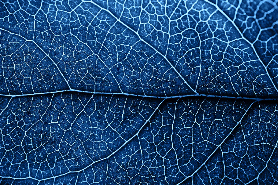 Autumn Blue Leaf With Brown Spots Glass Framed Wall Art, Ready to Hang Quality Print