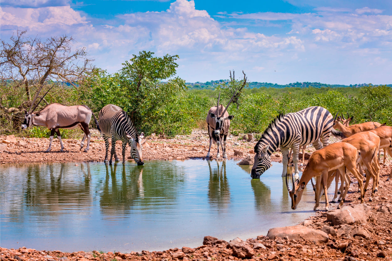 Zebras and Antelope at African Waterhole Wall Art Decor 100% Australian Made