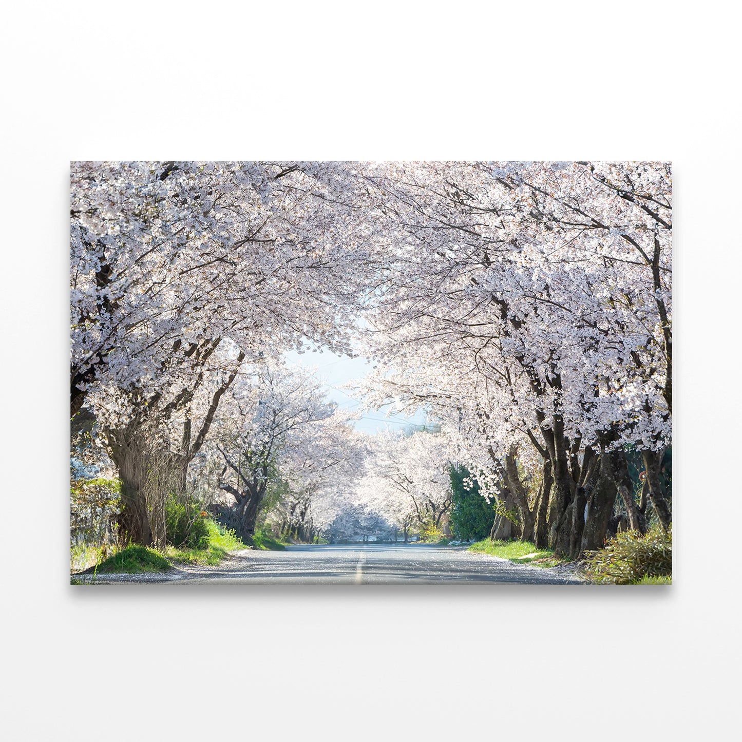 Cherry Blossom Road in Korea Wall Art Decor 100% Australian Made - Bella Home Decor