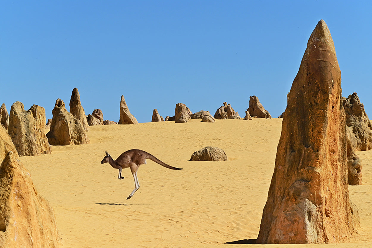 The Pinnacles Desert Western Australia Kangaroo Wall Art Decor 100% Australian Made