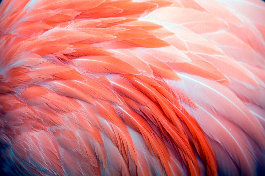 Close Up View of Pink Flamingo Feathers Acrylic Glass Print Tempered Glass Wall Art 100% Made in Australia Ready to Hang - Bella Home Decor
