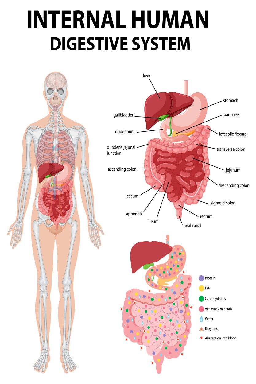 Internal Human Digestive System Diagram Home Decor Premium Quality Poster Print Choose Your Sizes - Bella Home Decor